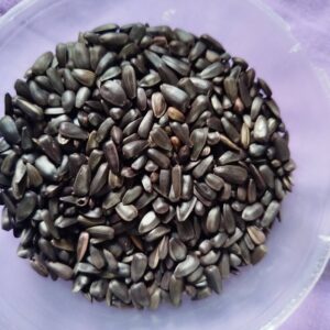 Nigerian Sunflower Seed Export (Helianthus Annuus — The Oilseed Whose Global Production Is So Concentrated In Ukraine And Russia That The 2022 War Created The Largest Single-Year Edible Oil Supply Shock In Modern History, Driving European Food Manufacturers To Urgently Develop Alternative Origins Of Which West African Production Remains The Most Commercially Underexplored) | Whole, Kernels, Oil-Grade & Confectionery For Food Manufacturers, Oil Refiners & Global Wholesale Buyers