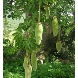 Nigerian Baobab Leaves Export (Adansonia Digitata — The Baobab Tree Has Been Called The Tree Of Life For Five Thousand Years And Its Leaves Are The Reason — Containing More Iron Per Gram Than Red Meat, More Calcium Per Gram Than Milk, More Protein Per Gram Than Most Legumes, And The Complete Essential Amino Acid Profile Of An Animal Food Source In A Plant Leaf That The Sahel Communities Who Harvest It Have Used As A Dietary Staple For Millennia) | Dried Baobab Leaves, Kuka Powder & Supplement Grade For Food Manufacturers, Diaspora Retailers & Global Specialty Buyers