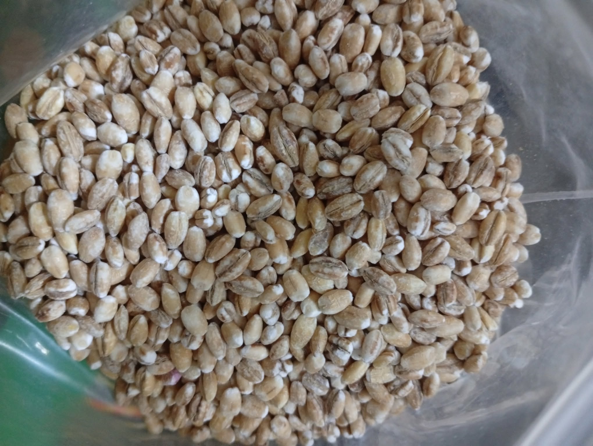 Nigerian Barley Export (Hordeum Vulgare — Barley Is The Only Cereal Grain Whose Beta-Glucan Soluble Fibre Has Received Not One But Two Separate European Food Safety Authority Authorised Health Claims — One For Cholesterol Reduction And One For Blood Glucose Management — Making Barley The Most Regulatory-Validated Functional Cereal In International Trade, Yet Whose Nigerian Production Serves A Brewing Industry Whose Annual Malting Barley Import Bill Exceeds USD 200 Million While Domestic Barley Cultivation Remains Commercially Underdeveloped) | Malting Barley, Feed Barley, Whole Barley & Beta-Glucan Grade For Breweries, Food Manufacturers, Animal Feed Producers & Global Buyers
