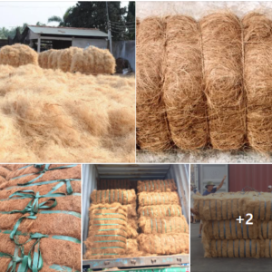 Nigerian Coconut Coir Fibre Export (Cocos Nucifera — Coir Is The World's Most Lignified Commercial Natural Fibre Whose 40–45 Percent Lignin Content Creates The Most Durable Outdoor Natural Fibre Available From Any Tropical Origin And Whose Dual Commercial Architecture — Premium Long Brown Coir Fibre For Rope, Mat, And Geotextile Alongside The Voluminous Coir Pith Whose Compressed Block Form Has Become The Most Commercially Significant Peat Moss Replacement In The EUR 8 Billion Global Horticultural Growing Medium Market — Creates The Most Commercially Balanced Single-Crop Industrial Fibre Programme In The Nigerian Portfolio, Sourced From The Coconut Belt Spanning Nigeria's Entire Atlantic Coastline From Lagos To Cross River State) | Coir Fibre, Coir Rope & Coco Peat For Horticulture, Geotextile & Global Buyers**