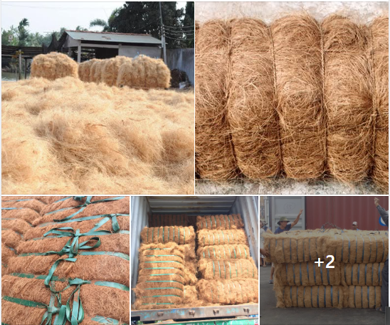 Nigerian Coconut Coir Fibre Export (Cocos Nucifera — Coir Is The World's Most Lignified Commercial Natural Fibre Whose 40–45 Percent Lignin Content Creates The Most Durable Outdoor Natural Fibre Available From Any Tropical Origin And Whose Dual Commercial Architecture — Premium Long Brown Coir Fibre For Rope, Mat, And Geotextile Alongside The Voluminous Coir Pith Whose Compressed Block Form Has Become The Most Commercially Significant Peat Moss Replacement In The EUR 8 Billion Global Horticultural Growing Medium Market — Creates The Most Commercially Balanced Single-Crop Industrial Fibre Programme In The Nigerian Portfolio, Sourced From The Coconut Belt Spanning Nigeria's Entire Atlantic Coastline From Lagos To Cross River State) | Coir Fibre, Coir Rope & Coco Peat For Horticulture, Geotextile & Global Buyers**