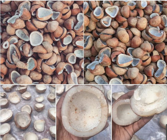 Nigerian Dried Copra Export (Cocos Nucifera — The Dried Coconut Meat That The Global Coconut Oil Industry Processes Into The World's Fastest-Growing Premium Food Oil, That The Organic And Virgin Coconut Oil Market Values At USD 30–60 Per Litre In Premium Retail, And That Nigeria's Coastal Belt Produces From Coconut Palms Whose West African Terroir Creates A Distinctly Different Fatty Acid Profile From Asian Plantation Origins) | Dried Copra, Desiccated Coconut & Oil-Grade For Coconut Oil Refineries, Food Manufacturers & Global Wholesale Buyers