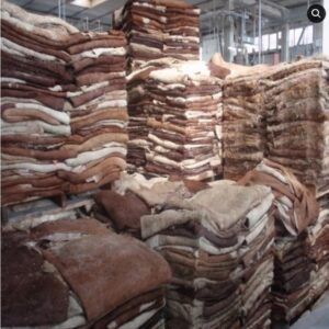 Nigerian Cow Hide and Skin Export (Bos Taurus / Bos Indicus — Nigeria's 20 Million Cattle Population Generates The Most Commercially Significant Bovine Hide And Skin Production In Sub-Saharan Africa Whose Fresh, Wet-Salted, Dry-Salted, And Dried Hide Formats Create Commercial Raw Material For Three Simultaneously Growing Global Industries: The USD 250 Billion Leather Manufacturing Sector, The USD 3 Billion Collagen Ingredient Industry, And The USD 1.5 Billion Industrial Gelatine Market — Making Nigerian Bovine Hide The Single Most Industrially Versatile Agricultural By-Product In The Nigerian Livestock Portfolio) | Fresh Hide, Wet-Salted Hide, Dried Hide & Industrial Bovine Skin For Leather Tanners, Collagen Manufacturers & Global Buyers