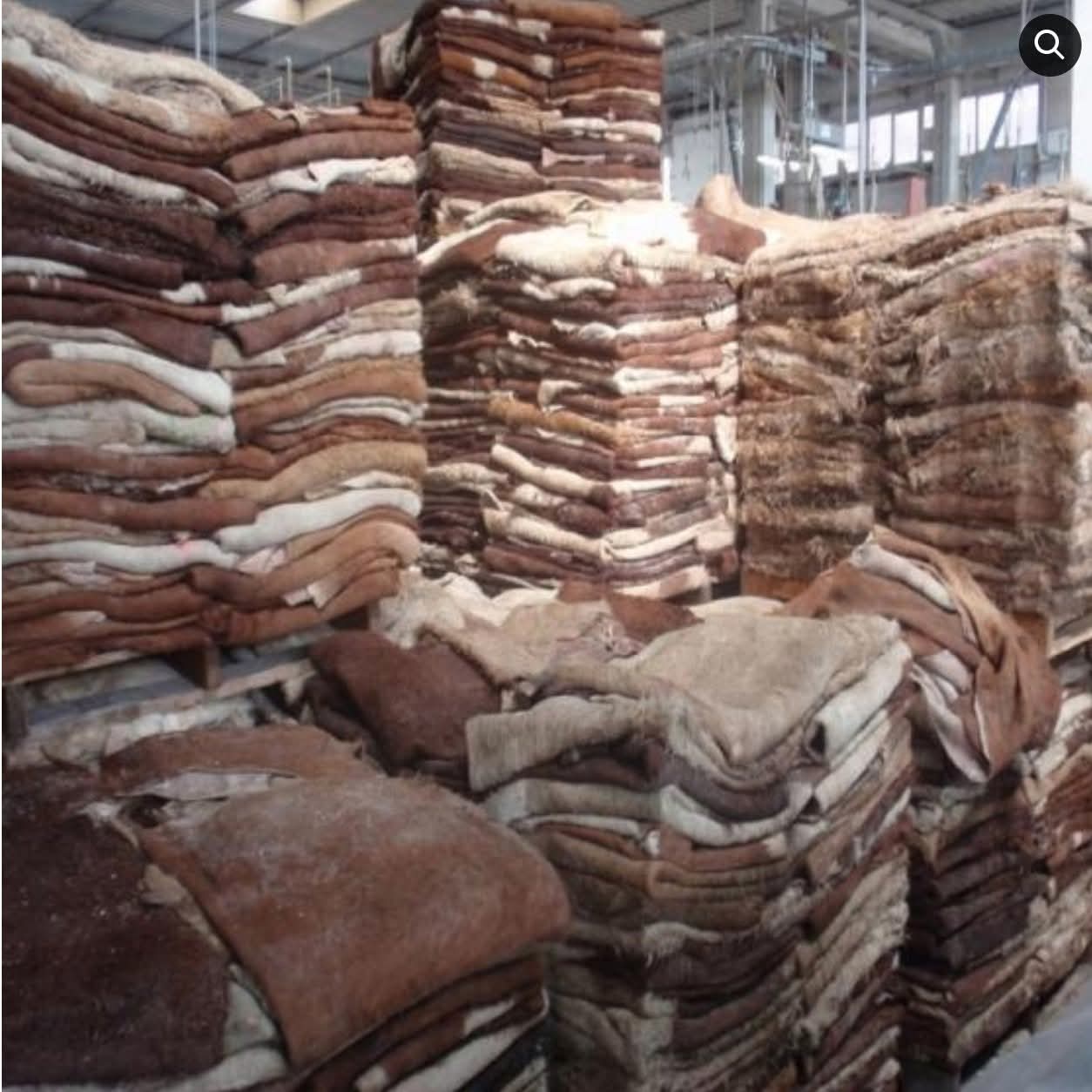 Nigerian Cow Hide and Skin Export (Bos Taurus / Bos Indicus — Nigeria's 20 Million Cattle Population Generates The Most Commercially Significant Bovine Hide And Skin Production In Sub-Saharan Africa Whose Fresh, Wet-Salted, Dry-Salted, And Dried Hide Formats Create Commercial Raw Material For Three Simultaneously Growing Global Industries: The USD 250 Billion Leather Manufacturing Sector, The USD 3 Billion Collagen Ingredient Industry, And The USD 1.5 Billion Industrial Gelatine Market — Making Nigerian Bovine Hide The Single Most Industrially Versatile Agricultural By-Product In The Nigerian Livestock Portfolio) | Fresh Hide, Wet-Salted Hide, Dried Hide & Industrial Bovine Skin For Leather Tanners, Collagen Manufacturers & Global Buyers