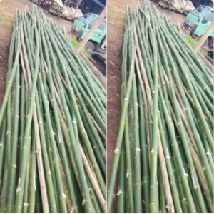 Nigerian Bamboo Export (Bambusa Vulgaris And Oxytenanthera Abyssinica — Nigeria's Cross River, Taraba, Benue, Plateau, And Adamawa States Host The Most Commercially Significant Bamboo Resources In West Africa Whose Dual Commercial Architecture Spanning Edible Bamboo Shoots For The Asian And Diaspora Food Market, Industrial Bamboo Culm For Construction And Flooring, Bamboo Fibre For Textile Manufacturing, And Bamboo Charcoal For Premium Activated Carbon Creates The Most Commercially Diverse Single-Plant Export Programme In The Category 13 Portfolio And Whose Fastest-Growing-Plant Status — Some Species Achieving 91 Centimetres Of Growth Per Day — Creates The Most Carbon-Sequestering Agricultural Raw Material On Earth) | Bamboo Shoots, Bamboo Fibre & Bamboo Charcoal For Food, Textile & Industrial Buyers Worldwide