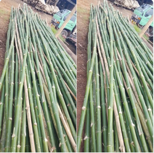 Nigerian Bamboo Export (Bambusa Vulgaris And Oxytenanthera Abyssinica — Nigeria's Cross River, Taraba, Benue, Plateau, And Adamawa States Host The Most Commercially Significant Bamboo Resources In West Africa Whose Dual Commercial Architecture Spanning Edible Bamboo Shoots For The Asian And Diaspora Food Market, Industrial Bamboo Culm For Construction And Flooring, Bamboo Fibre For Textile Manufacturing, And Bamboo Charcoal For Premium Activated Carbon Creates The Most Commercially Diverse Single-Plant Export Programme In The Category 13 Portfolio And Whose Fastest-Growing-Plant Status — Some Species Achieving 91 Centimetres Of Growth Per Day — Creates The Most Carbon-Sequestering Agricultural Raw Material On Earth) | Bamboo Shoots, Bamboo Fibre & Bamboo Charcoal For Food, Textile & Industrial Buyers Worldwide