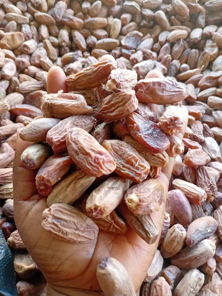 Nigerian Dried Dates Export (Phoenix Dactylifera — Dates Are The Only Whole Fruit In The World With A Recognised EU-Authorised Health Claim For Glycaemic Control Despite Their Intense Natural Sweetness, A Paradox Explained By Their Extraordinary Dietary Fibre Content Whose Viscosity Slows Glucose Absorption So Effectively That Multiple Controlled Clinical Trials Document Lower Post-Meal Blood Glucose Peaks From Dates Than From Equivalent Portions Of Most Common Grains, And Whose Nigerian Northern State Production From Traditional Sahel Date Palm Cultivation Creates Premium Sun-Dried Quality Whose Mineral Complexity And Natural Character Position It Above Industrial-Grade Imported Equivalents) | Dried Dates, Pitted Dates & Date Paste For Food Manufacturers, Health Food Retailers & Global Buyers