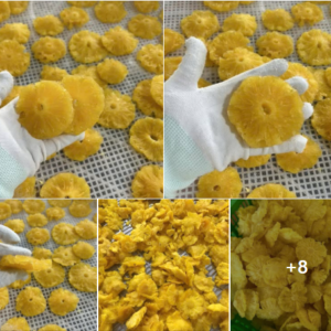 Nigerian Dried Pineapple Export (Ananas Comosus — Nigeria Is Sub-Saharan Africa's Third Largest Pineapple Producer With Year-Round Harvest From Cultivars Adapted To The Nigerian Rainforest Belt Whose Brix Sugar Concentration And Bromelain Enzyme Content Create A Dried Pineapple Whose Tropical Sweetness, Functional Enzyme Activity, And Clean-Label Natural Fruit Character Position It At The Premium End Of The Global Dried Tropical Fruit Market, Whose 7 Percent Annual Growth Makes It One Of The Fastest-Growing Snack Ingredients In International Specialty Food Trade) | Dried Pineapple Rings, Pineapple Powder & Dehydrated Pineapple For Snack Manufacturers, Food Companies & Global Buyers