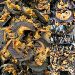 Nigerian Dried Snail Meat Export (Achatina Achatina — Nigeria's Giant African Land Snail Is The World's Largest Land Snail Species Whose Columellar Muscle Protein Contains One Of The Highest Natural Taurine Concentrations Of Any Mollusc And Whose Specific Low-Fat, High-Iron, High-Zinc Nutritional Profile — Combined With The Traditional Processing Knowledge Of Nigeria's Ogun, Ondo, And Cross River Snail Farming Communities — Creates The Most Nutritionally Distinctive Dried Mollusc Protein In The West African Food Export Portfolio) | Dried Snail Meat, Smoked Snail Meat & Snail Powder For Diaspora Retailers, Restaurants & Global Buyers
