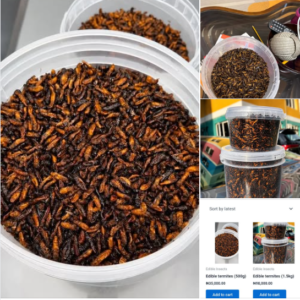 Nigerian Edible Insects Export (Schistocerca Gregaria, Gryllus Bimaculatus, Rhynchophorus Ferrugineus — Nigeria Is West Africa's Most Biologically Diverse Edible Insect Producing Country Whose 2 Billion Year History Of Entomophagy Across Hausa, Yoruba, Igbo, And 250 Additional Ethnic Groups Creates Both The Traditional Consumption Heritage That EU Novel Food Regulation Specifically Recognises As Evidence Of Safe Use And The Raw Material For The Most Commercially Explosive Emerging Protein Category In International Food Trade — Whose 14.5 Percent Amino Acid Score, 60–70 Percent Protein On Dry Weight, And One-Tenth The Land And Water Requirement Of Beef Protein Creates The Most Compelling Sustainable Protein Narrative In Any Commodity In This Entire Series) | Dried Grasshopper, Cricket Powder & Insect Protein For Food Manufacturers, Supplement Brands & Global Buyers