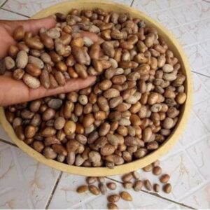 Nigerian Ehuru Export (Monodora Myristica — Two Completely Unrelated Plant Species Separated By Thousands Of Miles Of Ocean Have Independently Evolved Almost Identical Aromatic Compound Profiles Through Convergent Phytochemical Evolution, Making Ehuru The Most Commercially Instructive Example Of Botanical Convergence In The Entire Spice Trade And The Only Genuinely West African Indigenous Spice With A Direct Aromatic Equivalent In Asian Cuisine Without Any Historical Botanical Connection) | Whole Seeds, Powder & Essential Oil Grade For West African Food Manufacturers, Diaspora Retailers & Global Specialty Buyers
