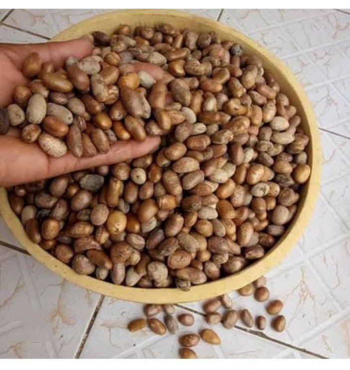 Nigerian Ehuru Export (Monodora Myristica — Two Completely Unrelated Plant Species Separated By Thousands Of Miles Of Ocean Have Independently Evolved Almost Identical Aromatic Compound Profiles Through Convergent Phytochemical Evolution, Making Ehuru The Most Commercially Instructive Example Of Botanical Convergence In The Entire Spice Trade And The Only Genuinely West African Indigenous Spice With A Direct Aromatic Equivalent In Asian Cuisine Without Any Historical Botanical Connection) | Whole Seeds, Powder & Essential Oil Grade For West African Food Manufacturers, Diaspora Retailers & Global Specialty Buyers