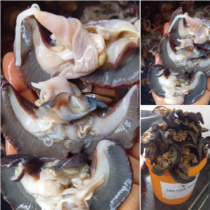 Nigerian Fresh and Processed Snail Export (Archachatina Marginata and Achatina Achatina — Nigeria Produces Sub-Saharan Africa's Largest Volume Of Giant African Land Snails From Both Wild Forest Populations And A Growing Heliciculture Industry Whose Year-Round Production Creates A Premium Fresh And Processed Snail Programme Whose Chilled, Frozen, Blanched, And Canned Formats Give International Buyers Maximum Flexibility For Both Direct Restaurant Service And Industrial Food Manufacturing — Creating The Most Commercially Versatile West African Mollusc Programme Available Through Any Single Nigerian Export Partner) | Live Snail, Frozen Snail, Blanched Snail & Canned Snail For Restaurants, Food Manufacturers & Global Buyers
