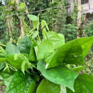 Nigerian Gongronema Leaves Export (Gongronema Latifolium — The West African Bitter Herb Whose Culinary Bitterness And Medicinal Antidiabetic Activity Are Created By Precisely The Same Phytochemical Compounds — Making Gongronema Latifolium The Most Compelling Living Example Of The Food-Medicine Continuum In All Of West African Ethnobotany, Where The Chef's Ingredient And The Herbalist's Medicine Are Chemically Identical And Functionally Inseparable) | Dried Utazi Leaves, Cut Grade & Supplement Powder For Diaspora Retailers, West African Restaurants & Global Specialty Buyers