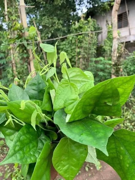 Nigerian Gongronema Leaves Export (Gongronema Latifolium — The West African Bitter Herb Whose Culinary Bitterness And Medicinal Antidiabetic Activity Are Created By Precisely The Same Phytochemical Compounds — Making Gongronema Latifolium The Most Compelling Living Example Of The Food-Medicine Continuum In All Of West African Ethnobotany, Where The Chef's Ingredient And The Herbalist's Medicine Are Chemically Identical And Functionally Inseparable) | Dried Utazi Leaves, Cut Grade & Supplement Powder For Diaspora Retailers, West African Restaurants & Global Specialty Buyers