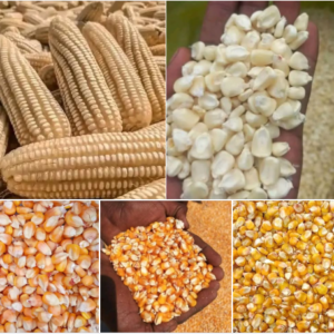 Nigerian Maize Export (Zea Mays — Yellow Corn And White Maize — Nigeria Is Simultaneously The Largest Maize Producer In Africa And One Of The Continent's Largest Maize Importers, A Paradox Explained By The 40-Million-Tonne Annual Domestic Demand Gap Whose Commercial Resolution Requires Export Infrastructure Development That Creates Value For Buyers Who Establish Nigerian Supply Relationships Before The Gap Closes) | Yellow Corn & White Maize For Animal Feed, Food Processing, Starch, Ethanol & Global Wholesale Buyers