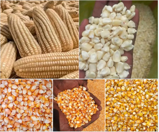 Nigerian Maize Export (Zea Mays — Yellow Corn And White Maize — Nigeria Is Simultaneously The Largest Maize Producer In Africa And One Of The Continent's Largest Maize Importers, A Paradox Explained By The 40-Million-Tonne Annual Domestic Demand Gap Whose Commercial Resolution Requires Export Infrastructure Development That Creates Value For Buyers Who Establish Nigerian Supply Relationships Before The Gap Closes) | Yellow Corn & White Maize For Animal Feed, Food Processing, Starch, Ethanol & Global Wholesale Buyers