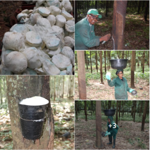 Nigerian Natural Rubber Export (Hevea Brasiliensis — Nigeria Was Once The World's Second Largest Natural Rubber Producer And Its 350,000 Hectares Of Rubber Plantations Across Edo, Delta, Cross River, And Ondo States Whose Equatorial Climate Creates Year-Round Tapping Potential Produce The Most Commercially Significant Industrial Agricultural Raw Material In The Nigerian Non-Oil Export Portfolio — A Commodity Whose USD 8 Billion Global Market Serves Every Tyre Manufacturer, Medical Glove Producer, And Industrial Rubber Goods Company On Earth And Whose Nigerian Supply Programme At Premium TSR 10, RSS 3, And Technically Specified Rubber Grades Creates The Most Commercially Established Industrial Export Category In This Series) | Natural Rubber, Latex Concentrate, RSS & TSR For Tyre Manufacturers, Medical Glove Producers & Global Buyers