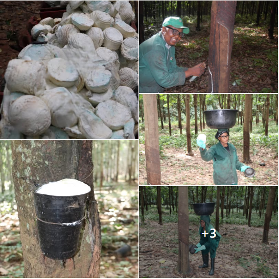 Nigerian Natural Rubber Export (Hevea Brasiliensis — Nigeria Was Once The World's Second Largest Natural Rubber Producer And Its 350,000 Hectares Of Rubber Plantations Across Edo, Delta, Cross River, And Ondo States Whose Equatorial Climate Creates Year-Round Tapping Potential Produce The Most Commercially Significant Industrial Agricultural Raw Material In The Nigerian Non-Oil Export Portfolio — A Commodity Whose USD 8 Billion Global Market Serves Every Tyre Manufacturer, Medical Glove Producer, And Industrial Rubber Goods Company On Earth And Whose Nigerian Supply Programme At Premium TSR 10, RSS 3, And Technically Specified Rubber Grades Creates The Most Commercially Established Industrial Export Category In This Series) | Natural Rubber, Latex Concentrate, RSS & TSR For Tyre Manufacturers, Medical Glove Producers & Global Buyers
