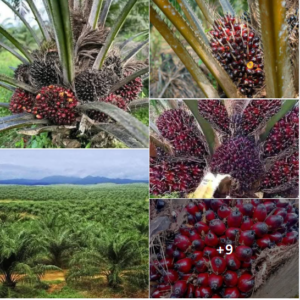 Nigerian Palm Frond Export (Elaeis Guineensis — Nigeria's 3 Million Hectares Of Oil Palm Plantation Generate An Estimated 50–70 Million Tonnes Of Palm Fronds Annually As A Pure Agricultural By-Product Of The Oil Palm Harvesting Cycle Whose Commercial Development Into Biomass Energy Pellets, Ruminant Feed Supplement, Mechanical Fibre, Paper Pulp, Biochar, And Handicraft Material Creates The Most Immediately Scalable Zero-New-Land-Investment Agricultural By-Product Export Programme In The Nigerian Portfolio — Converting The Largest Single-Commodity Agricultural Waste Stream In West Africa Into A Multi-Market Industrial Raw Material Whose Commercial Development Requires No Additional Planting, No Additional Land Use, And No Additional Water — Simply The Collection And Processing Infrastructure That Transforms Agricultural Waste Into Documented Export Revenue) | Palm Frond Biomass, Palm Frond Fibre & Palm Frond Products For Energy, Feed & Industrial Buyers Worldwide