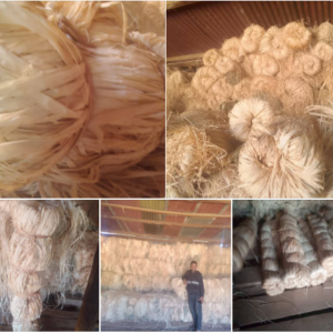Nigerian Raffia Fibre Export (Raphia Hookeri — Nigeria's Niger Delta And Cross River Forests Host The World's Largest Natural Populations Of The Raphia Palm Whose Young Leaflet Strips Create The Most Commercially Versatile Natural Fibre In The Global Craft, Horticultural, And Luxury Fashion Supply Chain — A Fibre Whose Self-Binding Property In Wet Conditions Creates Irreplaceable Grafting And Horticultural Tie Performance, Whose Natural Golden-Cream Colour And Workability Creates Luxury Fashion Accessory Material Appearing In Bottega Veneta, Dior, And Hermès Collections, And Whose Complete Biodegradability Creates The Most EU Plastic-Free Packaging Compliant Natural Tie Material For Fresh Produce And Floral Applications Available From Any Tropical Origin) | Natural Raffia, Bleached Raffia & Dyed Raffia For Horticulture, Craft, Luxury Fashion & Global Buyers