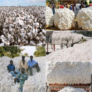 Nigerian Raw Cotton Export (Gossypium Hirsutum — Nigeria Is West Africa's Largest Cotton Producer With Over 500,000 Metric Tonnes Of Seed Cotton Annual Potential From The Sudan And Guinea Savanna Zones Of Katsina, Zamfara, Kebbi, Kano, Sokoto, And Adamawa States Whose Cotton Lint — Staple Length 25–32mm, Micronaire 3.8–4.8, Strength 28–32 cN/tex — Creates A Mid-To-Long Staple Upland Cotton Whose Technical Specification Enables Direct Entry Into International Textile Mill Procurement Systems That Currently Source Exclusively From West Africa's Established Benin, Mali, Burkina Faso, And Cameroon Cotton Programmes) | Seed Cotton, Cotton Lint Bales & Cotton By-Products For Textile Mills, Spinning Companies & Global Buyers