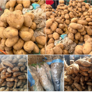 Nigerian Sweet Potato Export (Ipomoea Batatas — HarvestPlus And IITA's Orange-Fleshed Sweet Potato Biofortification Programme Has Created The Single Most Successful Agricultural Nutrition Intervention In Sub-Saharan African History, Reducing Child Vitamin A Deficiency By Documented Measurable Amounts In Communities That Switched From White-Fleshed To Orange-Fleshed Sweet Potato — Making Nigerian Orange-Fleshed Sweet Potato The Most Evidence-Backed Nutritional Intervention Crop In The Country's Entire Agricultural Export Portfolio) | Fresh Sweet Potato, Dried Sweet Potato, Sweet Potato Flour & Starch For Food Manufacturers, Diaspora Retailers & Global Buyers