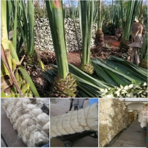 Nigerian Sisal Fibre Export (Agave Sisalana — Sisal Is The World's Most Widely Used Hard Natural Fibre Whose Annual Global Trade Of 300,000 Metric Tonnes Creates A USD 500 Million Market Served Primarily By Tanzania, Brazil, Kenya, And Ethiopia — And Whose Potential From Nigeria's Established Agave Populations Across Oyo, Ondo, Edo, And Cross River States Remains Commercially Underdeveloped Despite The Specific Technical Properties Of Sisal Fibre — Tensile Strength 600–700 MPa, Elongation 3–5%, And Moisture Absorption Creating Natural Biodegradable Rope, Geotextile, And Composite Material That Synthetic Alternatives Cannot Match On Cost-Per-Performance In Agricultural, Construction, And Industrial Applications) | Sisal Fibre, Sisal Rope & Sisal Products For Rope Manufacturers, Geotextile Companies & Global Buyers