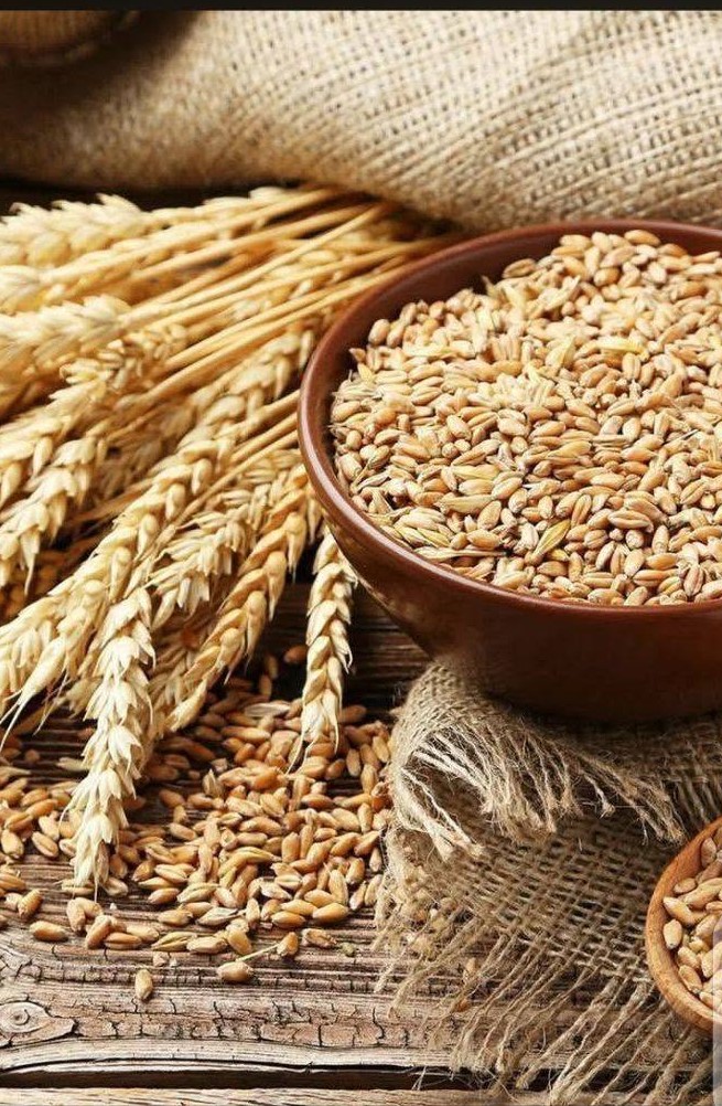 Nigerian Wheat Export (Triticum Aestivum — Nigeria Operates The Largest Wheat Flour Milling Industry In Sub-Saharan Africa With Over 10 Million Metric Tonnes Of Annual Installed Milling Capacity Yet Imports More Than 90 Percent Of Its Wheat From Ukraine, Russia, And The United States — A Structural Supply Gap Whose Commercial Resolution Through Domestic Production Development Represents The Most Strategically Important Agricultural Import Substitution Opportunity In The Entire Nigerian Economy) | Hard Wheat, Soft Wheat & Durum Grade For Flour Millers, Food Manufacturers & Global Wholesale Buyers
