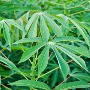 Nigerian Cassava Leaves Export (Manihot Esculenta — The Most Protein-Dense Widely-Consumed Leaf Vegetable In The World Contains Cyanide Precursors That Make It Poisonous When Raw And Life-Saving When Properly Processed — A Mandatory Food Safety Transformation Whose Specific Detoxification Requirements Are Precisely Why Cassava Leaves Are Almost Entirely Absent From International Formal Trade Despite Being A Daily Dietary Staple For Over 700 Million People Across Africa And Southeast Asia) | Detoxified Dried Cassava Leaves, Powder & Supplement Grade For Food Manufacturers, Diaspora Retailers & Global Buyers