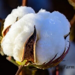 Nigerian Cotton Seed Export (Gossypium Hirsutum — Every Tonne Of Cotton Fibre The Textile Industry Harvests Leaves Behind 1.6 Tonnes Of Cotton Seed Whose Oil Content, Protein Value, And Industrial Applications Make The Seed Worth More Per Tonne Than The Fibre In Several Commercial Contexts, Yet The Global Cotton Industry Continues To Treat Its Most Nutritionally Significant By-Product As Secondary) | Whole Seed, Delinted, Oil-Grade & Cake For Oil Refineries, Feed Manufacturers & Industrial Buyers