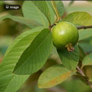 Nigerian Guava Leaves Export (Psidium Guajava — Diarrhoeal Disease Kills More Children Under Five Than Almost Any Other Single Preventable Cause Globally, And Guava Leaf Extract Is Among The Most Clinically Validated Traditional Antidiarrheal Botanical Remedies In Evidence-Based Medicine — Yet The Agricultural Industry That Grows Billions Of Guava Fruits Annually Discards The Leaves As Agricultural Waste While Supplement Manufacturers Pay Premium Prices For The Same Compound Profile In Capsule Form) | Dried Guava Leaves, Tea Grade & Extract-Grade For Supplement Brands, Herbal Tea Manufacturers & Global Buyers