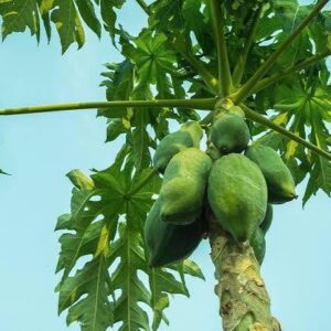 Nigerian Pawpaw Leaves Export (Carica Papaya — Dengue Fever Infects 400 Million People Annually And Has No FDA-Approved Antiviral Drug Treatment, Yet India's Ministry Of AYUSH Has Formally Approved Carica Papaya Leaf Extract For Clinical Use In Dengue Thrombocytopenia After Randomised Controlled Trials Documented Significant Platelet Count Restoration — Making Pawpaw Leaf The Only Botanical With Government Ministry Approval For A Condition That Pharmaceutical Medicine Currently Cannot Treat) | Dried Pawpaw Leaves, Tea Grade & Extract-Grade For Supplement Brands, Herbal Tea Manufacturers & Global Buyers